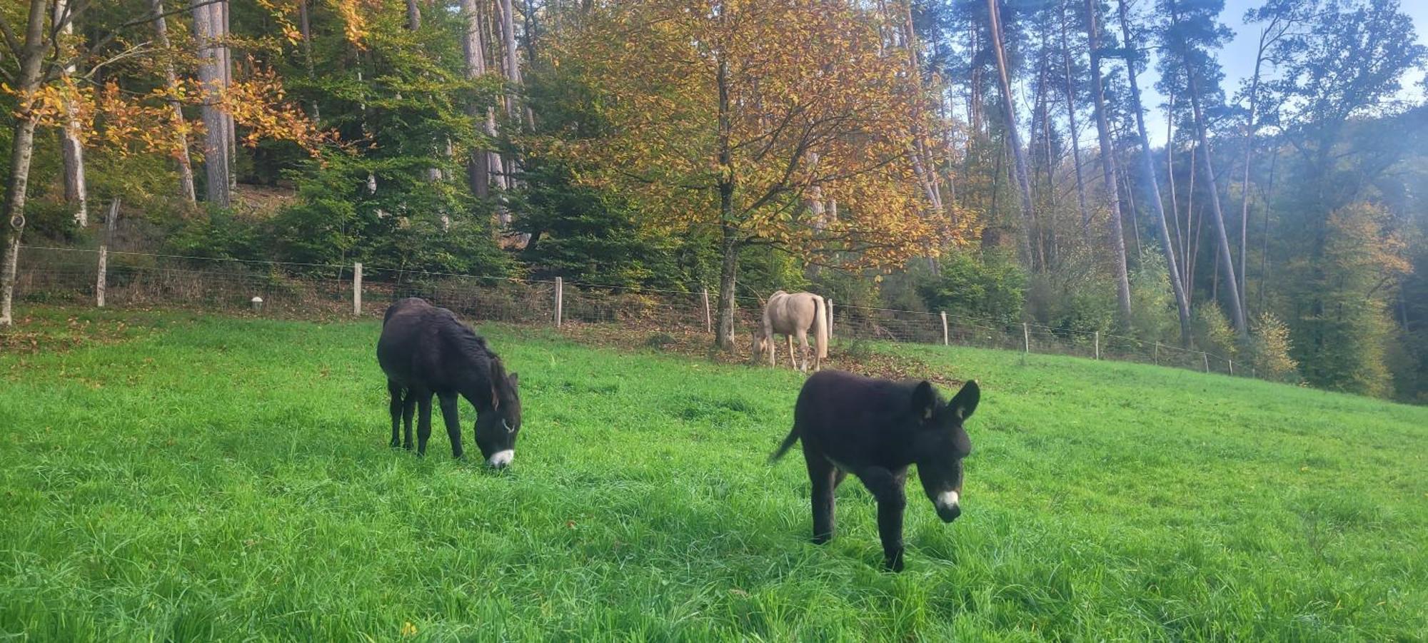 L'Echappee Verte - Gite Equestre 5 Pers Soucht المظهر الخارجي الصورة